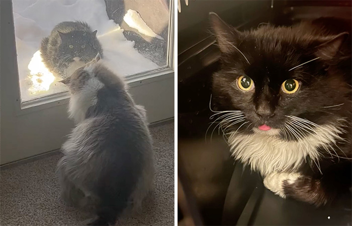 Determined Stray Comes To A Family On A Daily Basis Until They Adopt Him