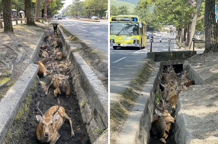 It’s Been So Hot, The Nara Deer Ditched Themselves