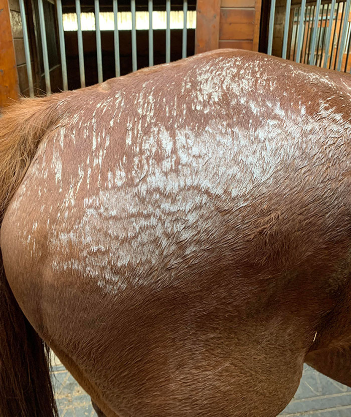 It’s Been So Hot My Horse’s Rump Is Covered With Salt From Dried Sweat