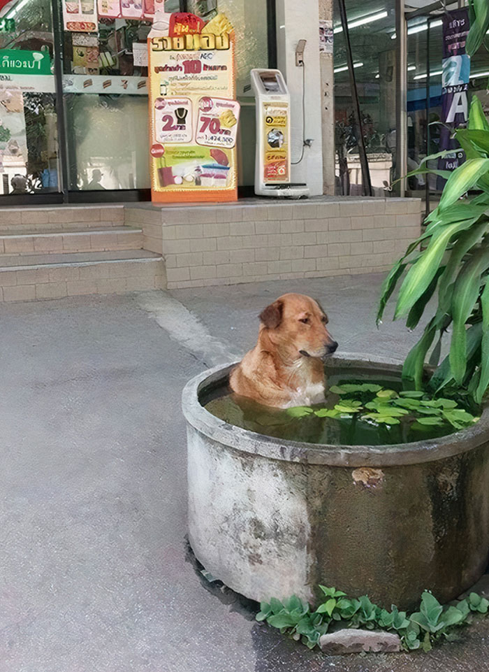 Just Chilling, Dog