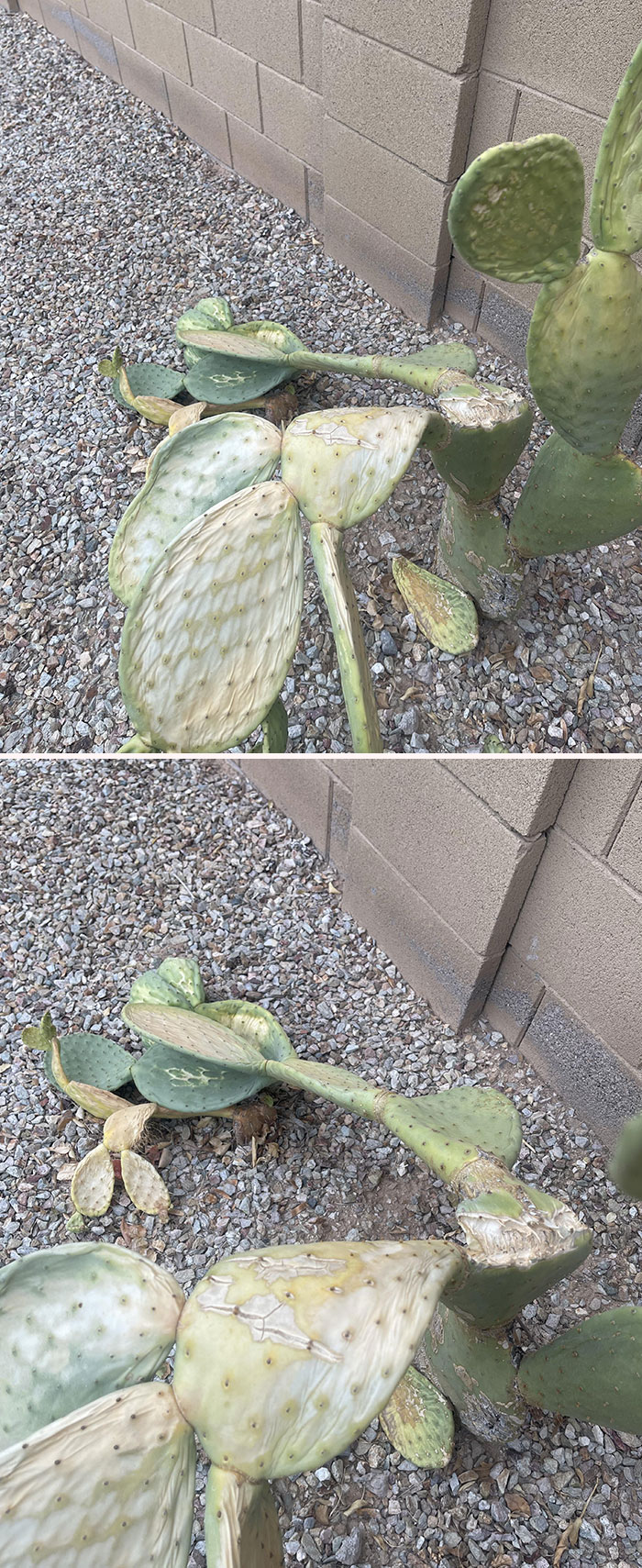 It’s So Hot In Phoenix That Our Cactus Is Cooking. Been Here 9 Years, Never Seen This