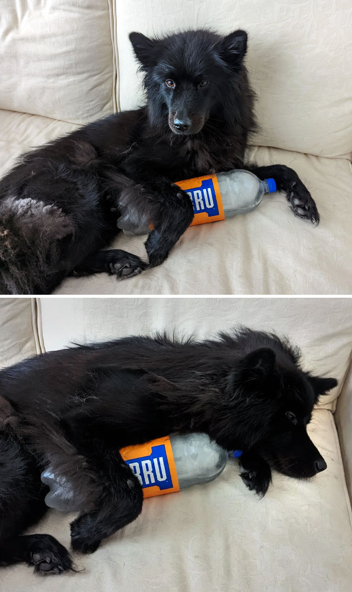 How My Dog Got Through The Heatwave In The UK