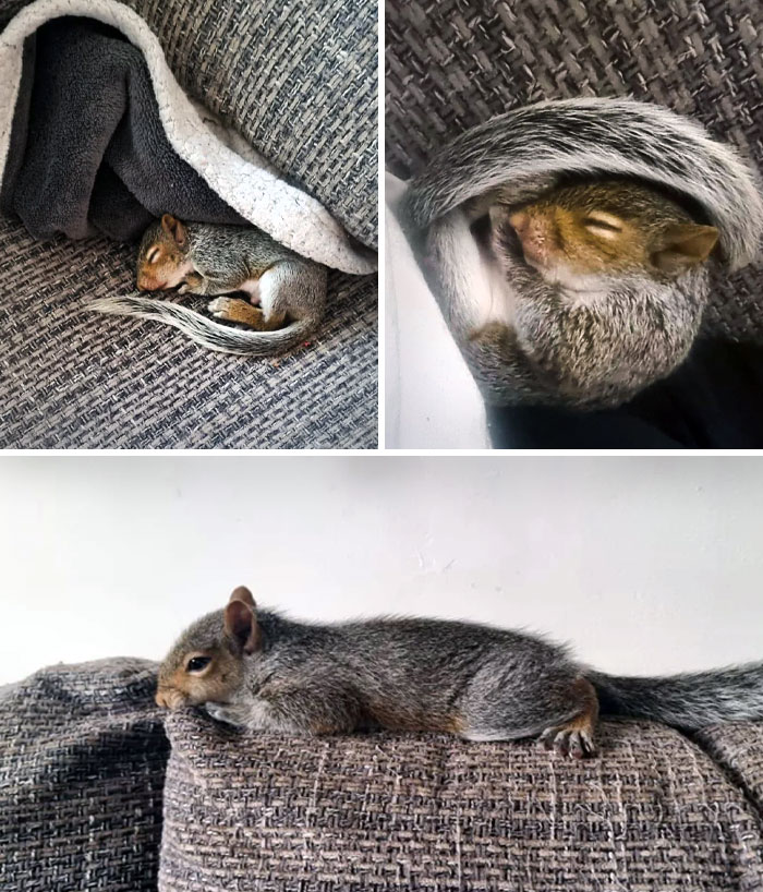 A Stranger Helped Me Save This Squirrel After It Collapsed From Dehydration During The Heatwave. Now She's Part Of His Family