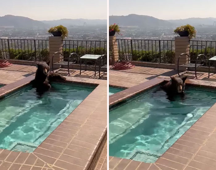 This Bear Beating The Heat In Burbank