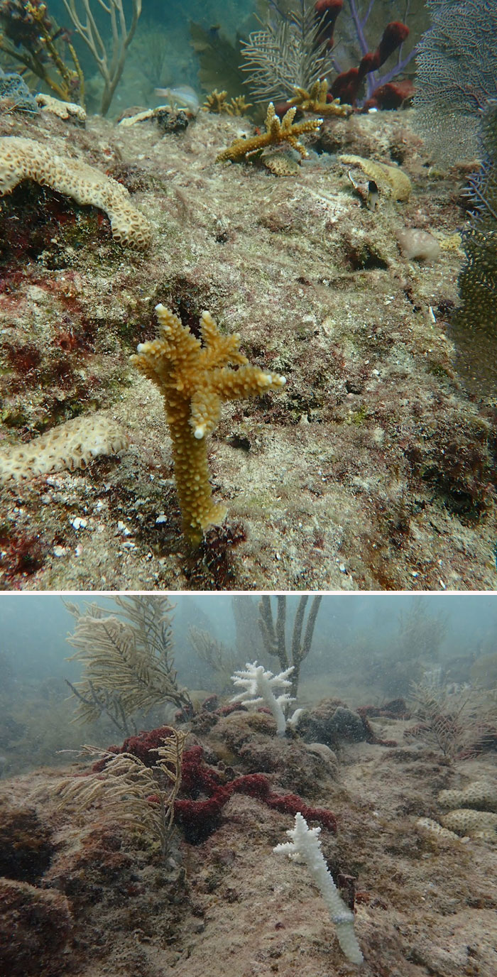 The Marine Heatwave In Florida Is Brutal - It’s Been Truly Heartbreaking Diving Our Outplant Sites These Past Few Days