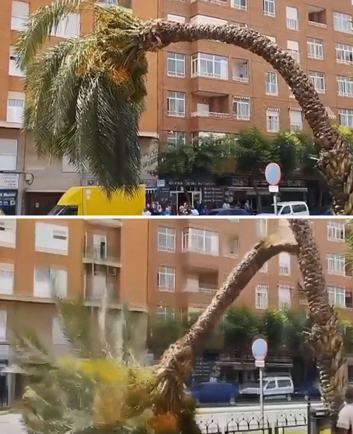 Palm Tree Falls In Spain Due To The Excessive Temperatures Of Nearly 45 Degrees