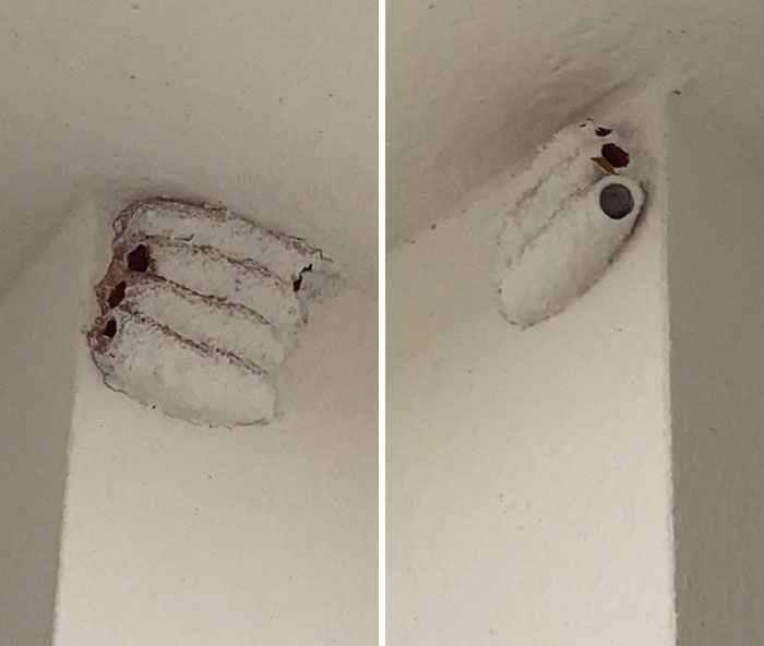 Has Anyone Ever Seen This? Just Moved Into A New Build And The Landlord Straight Up Just Painted Over A Couple Of Wasp Nests In My Closet