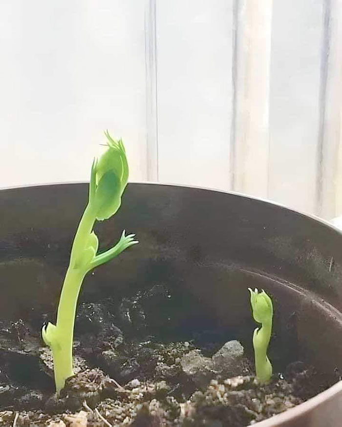 Things-With-Faces-Pics