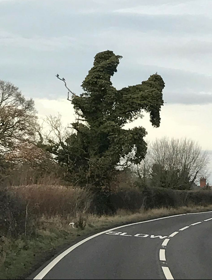 Things-With-Faces-Pics