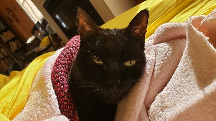 Zelda's Sister Zora, Giving Her Best "Come Hither" Look