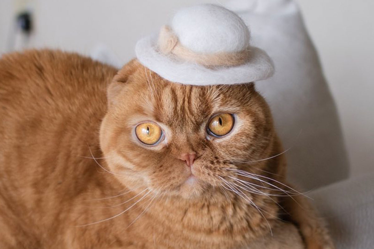 32 Adorable Feline Hats And Wigs This Japanese Couple Made From Naturally  Shed Cats' Fur