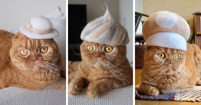 These Japanese Artists Create Hats For Cats Made From Their Own Hair (32 Pics)