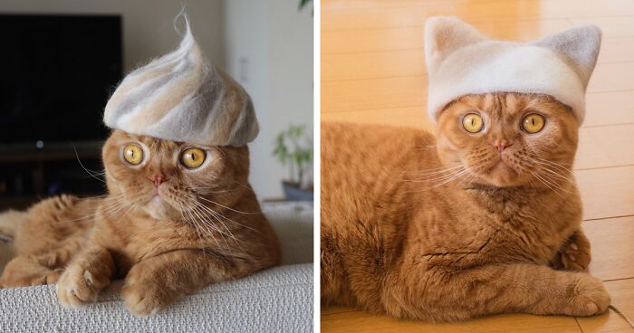 32 Adorable Feline Hats And Wigs This Japanese Couple Made From Naturally Shed Cats’ Fur
