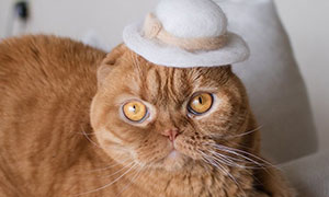 These Japanese Artists Create Hats For Cats Made From Their Own Hair (32 Pics)