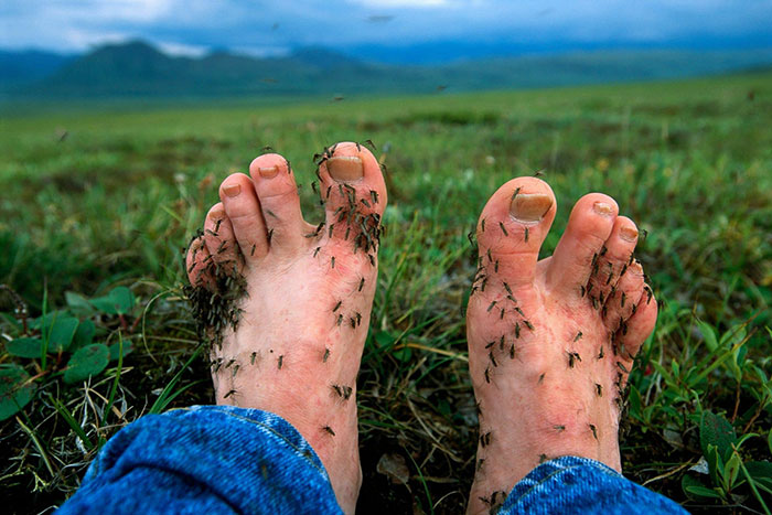 Decidí quitarme los zapatos y dejar que me devoraran los mosquitos durante 20 minutos. Al volver me estuve rascando los pies 3 horas