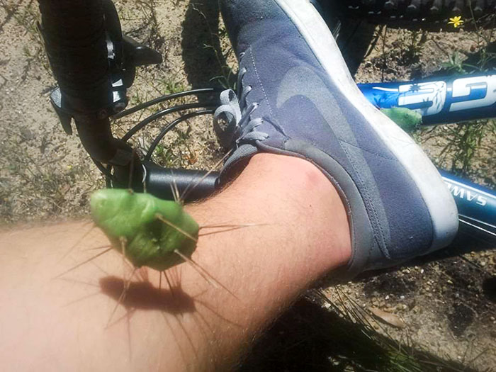I Saw My First Ever Mississippi Cactus. Flung Right Off Of My Bike Tire And Into My Leg