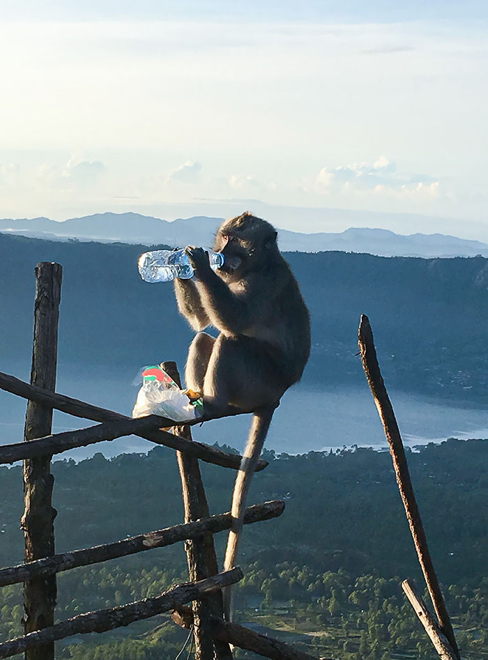 I Hiked A Mountain In Hot Weather. A Monkey Stole My Water At The Top Then Proceeded To Drink It In Front Of Me I Hiked A Mountain In Hot Weather. A Monkey Stole My Water At The Top Then Proceeded To Drink It In Front Of Me