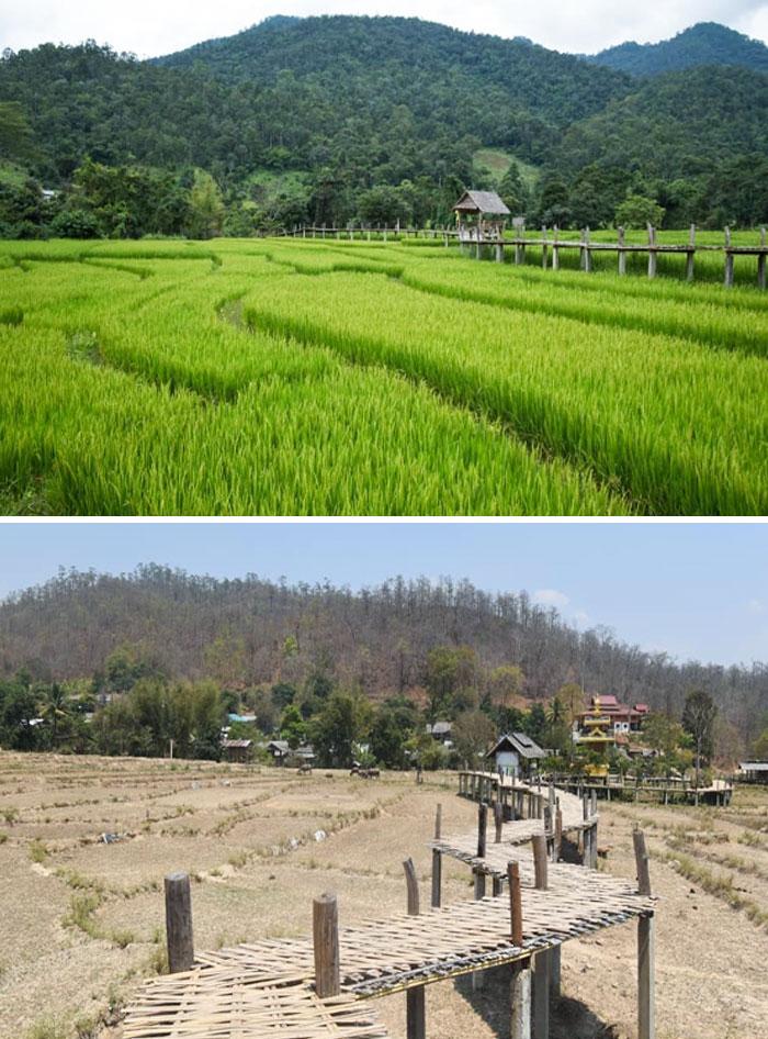 My Friend Went To Visit A Bamboo Bridge And Rice Field In Thailand That She Saw On Google, Unfortunately During The Dry Season
