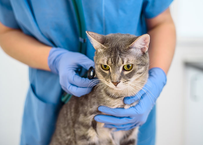 Woman Chooses Her Elderly Cat Over Fiancé And His Pregnant Daughter, Gets Full Support Online Woman Chooses Her Elderly Cat Over Fiancé And His Pregnant Daughter, Gets Full Support Online