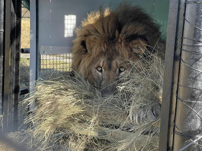 Lion Ruben in his new facility