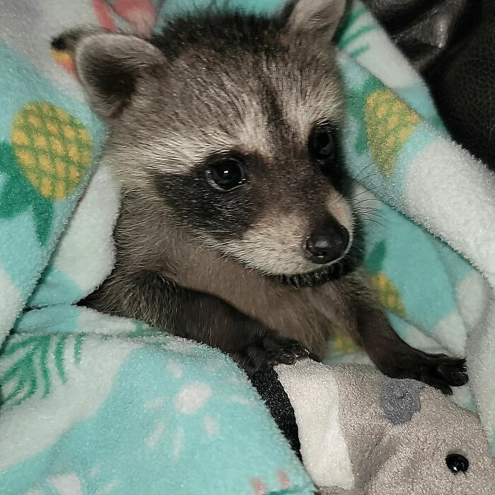 This Rescued Raccoon Fought For His Life Since The Beginning And Now He’s Thriving