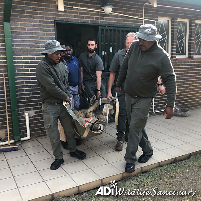 Lion Ruben after arriving to South Africa Lion Ruben after arriving to South Africa