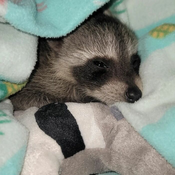 This Rescued Raccoon Fought For His Life Since The Beginning And Now He’s Thriving