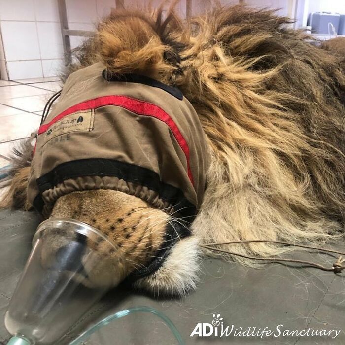 Lion Ruben veterinary checkup Lion Ruben veterinary checkup