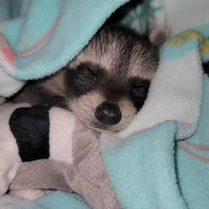 This Rescued Raccoon Fought For His Life Since The Beginning And Now He’s Thriving