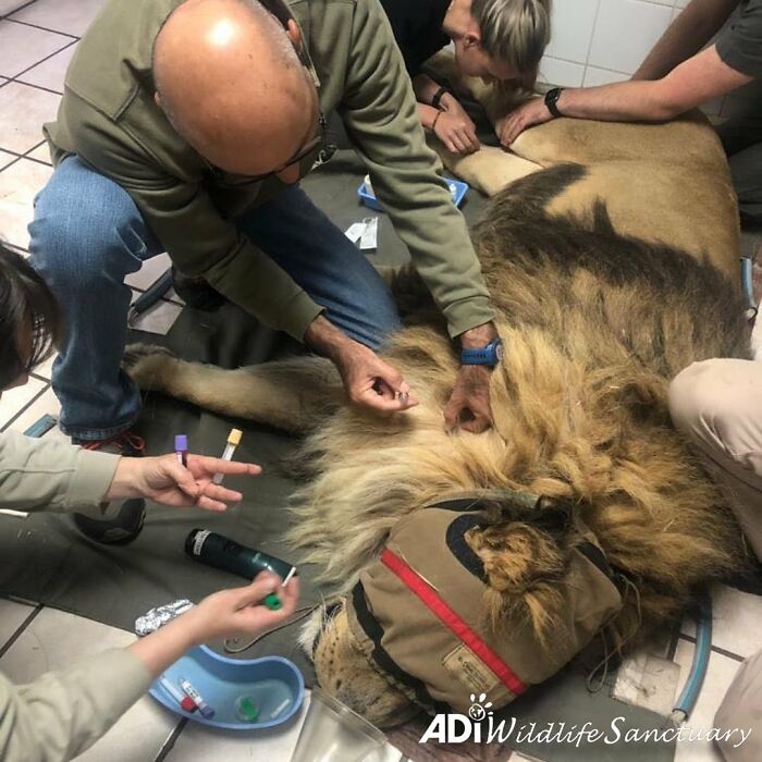 Lion Ruben veterinary checkup Lion Ruben veterinary checkup