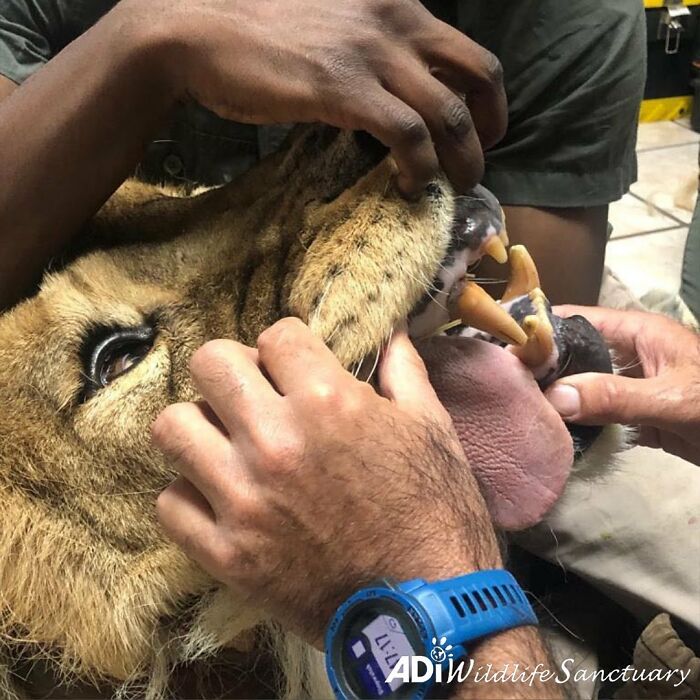 Lion Ruben veterinary checkup 