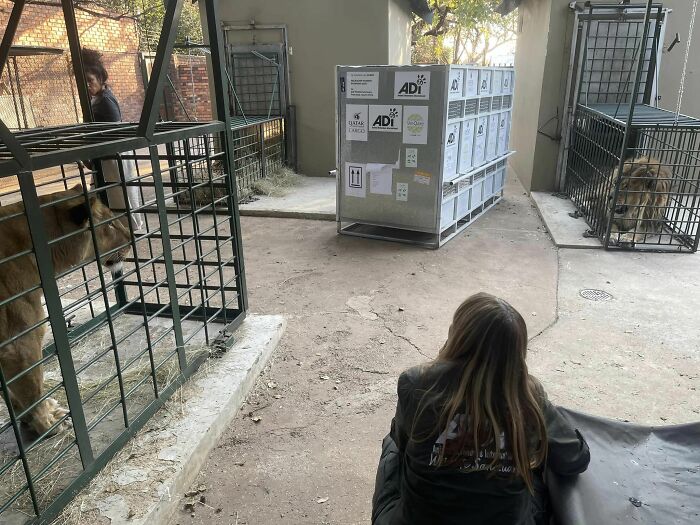 Lion Ruben meets other lions Lion Ruben meets other lions