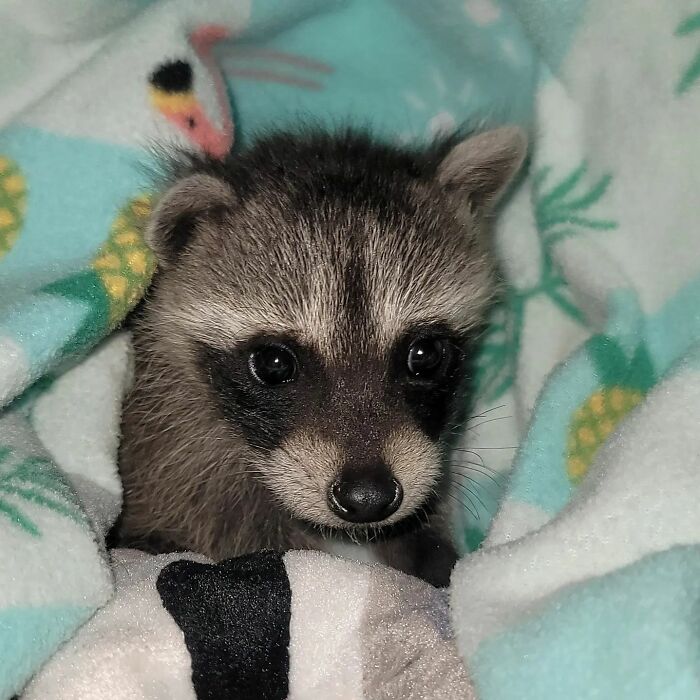 This Rescued Raccoon Fought For His Life Since The Beginning And Now He’s Thriving