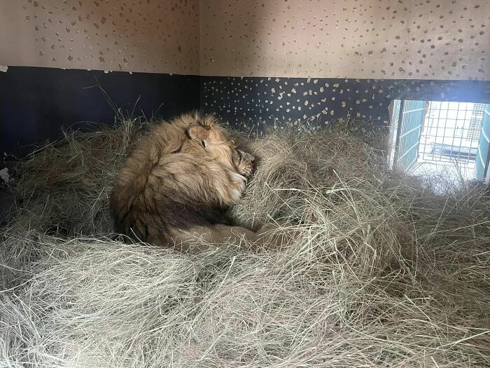 Lion Ruben meets other lions Lion Ruben meets other lions