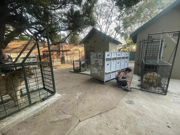 Lion Ruben meets other lions Lion Ruben meets other lions