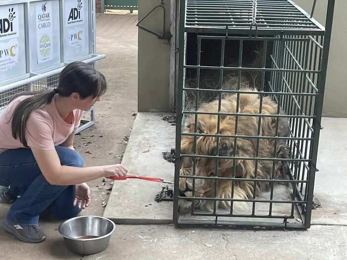 Lion Ruben after arriving to South Africa Lion Ruben after arriving to South Africa