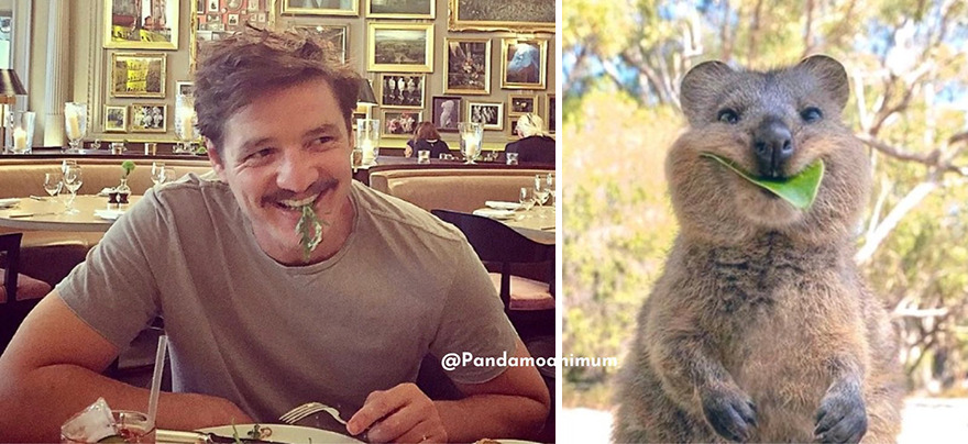 Twitter User Compares Pedro Pascal To Mushrooms And Squirrels And The Result Is Fun And Accurate (20 Pics)