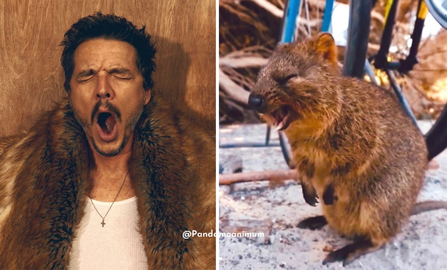 Twitter User Compares Pedro Pascal To Mushrooms And Squirrels And The Result Is Fun And Accurate (20 Pics)