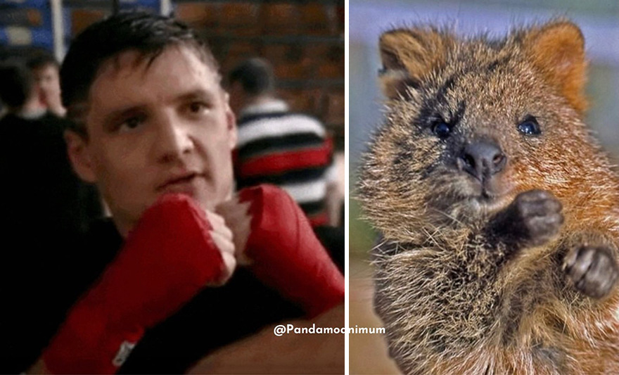 Twitter User Compares Pedro Pascal To Mushrooms And Squirrels And The Result Is Fun And Accurate (20 Pics)