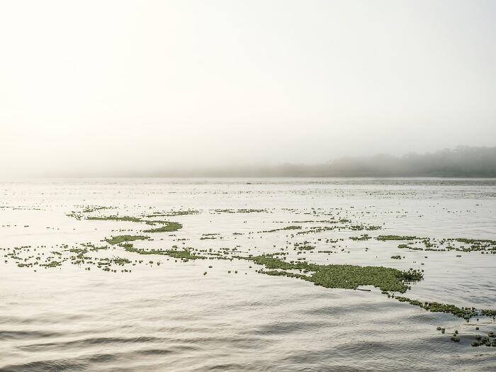 Early morning mist and aquatic plants in the Amazon River