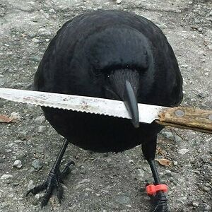Socially Awkward Crow