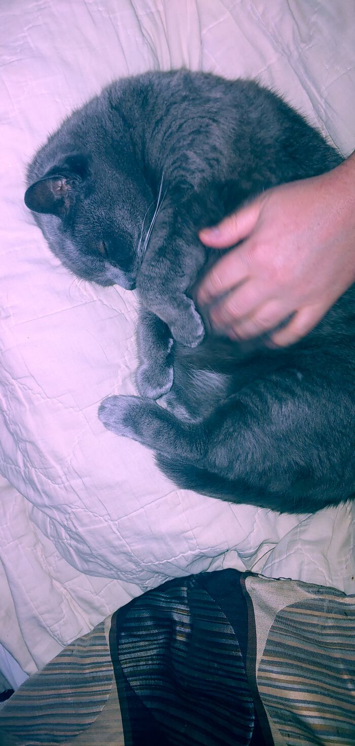 This Is My Lovable Beast, Baba Yaga. She Wants To Cuddle And Have Her Belly Rubbed. Even When She's Sleeping