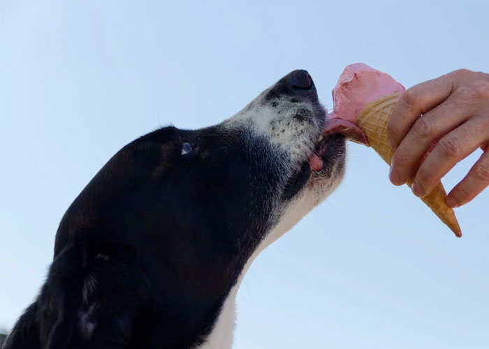 Woman Gets $800 Vet Bill After Her Dog Eats Roommate's Food, Wonders Who's To Blame Woman Gets $800 Vet Bill After Her Dog Eats Roommate's Food, Wonders Who's To Blame