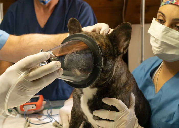 Woman Gets $800 Vet Bill After Her Dog Eats Roommate's Food, Wonders Who's To Blame Woman Gets $800 Vet Bill After Her Dog Eats Roommate's Food, Wonders Who's To Blame