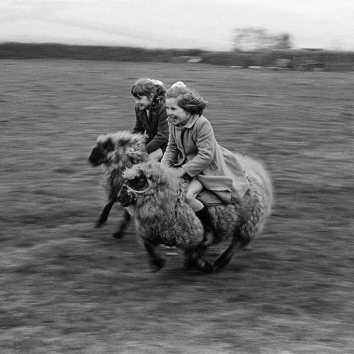 Two Girls Gallop Full Speed On Sheep In Cornwall, England 1969