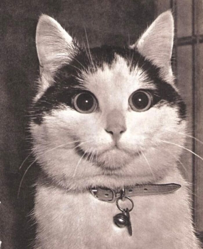 A Cat Named Buffins, Photographed After Winning The Award For "Most Attractive Expression" At A National Cat Club Contest, In Washington, 1958