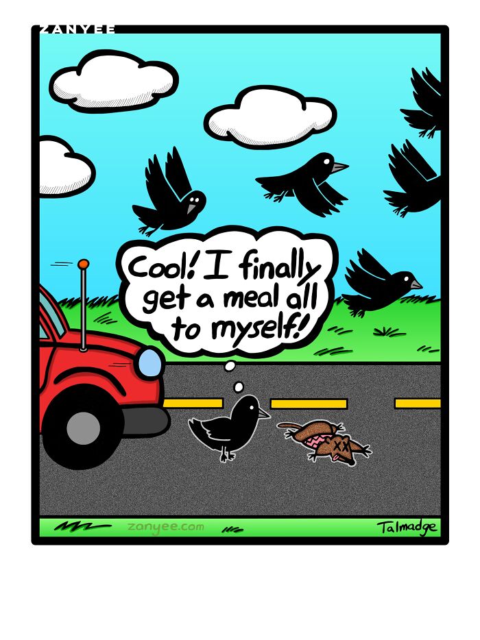 Bird wants to eat the roadkill 