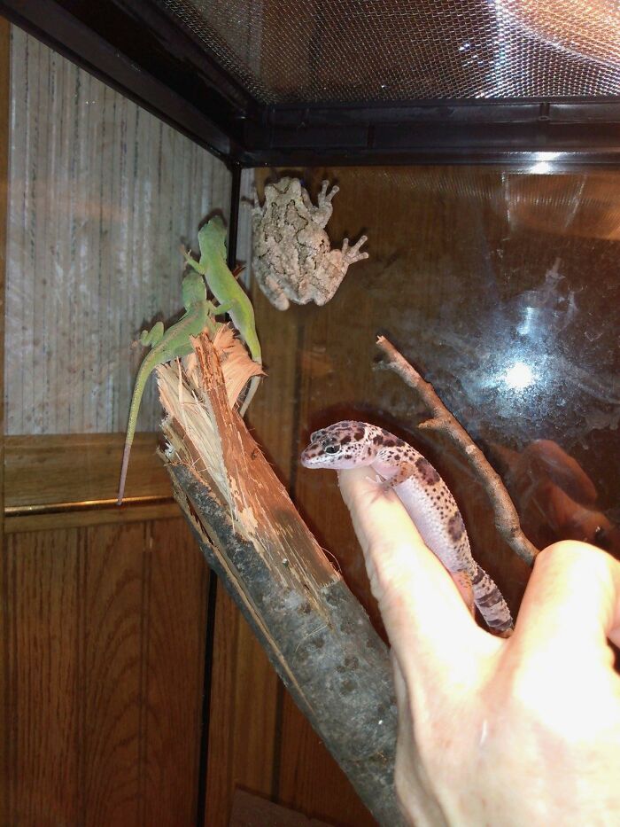 Meet Fred The Tree Frog, Heebie And Jeebie The Green Anoles, And Fluffy Cottontop The Leopard Gecko!