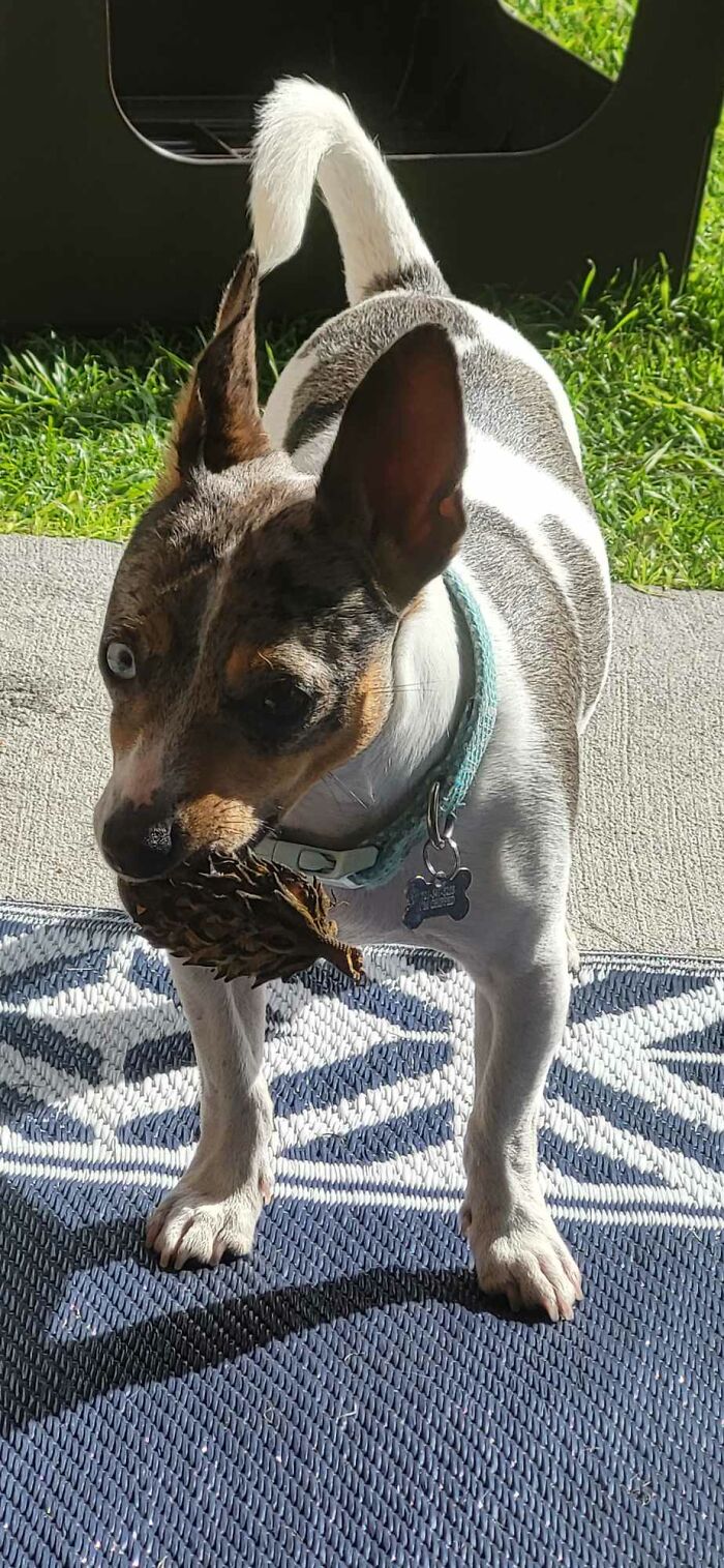 Told My Dog He Had To Choose The Magnolia Cone, Or Inside. I Think This Was His Most Serious Moment Of His Little Life Lol
