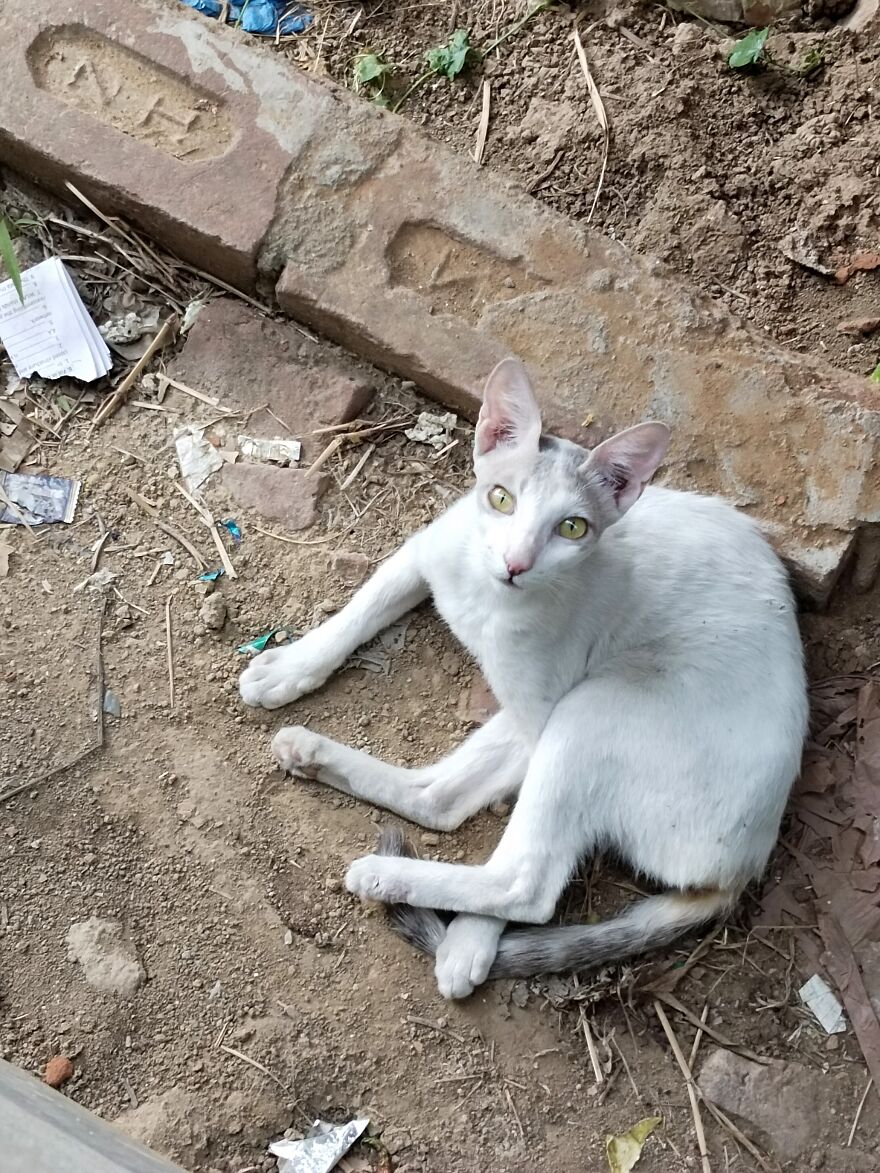 This Stray Cat In My Area Is The First White Cat I Ever Saw!